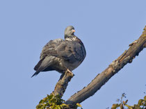 Ringeltaube (Columba palumbus), Stille Reuss