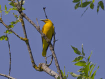 Pirol (Oriolus oriolus) M, Flachsee