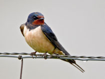 Rauchschwalbe im Regen (Hirundo rustica), Arrocampo, Spanien