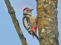 Mittelspecht (Dendrocopus medius), Villnachern
