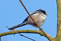 Schwanzmeise (Aegithalos caudatus), Flachsee