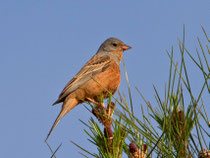 Grauortolan (Emberiza caesia), Lesbos