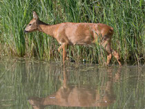 Reh  (Capreolus capreolus), Petite Camargue Alsacienne, Frankreich