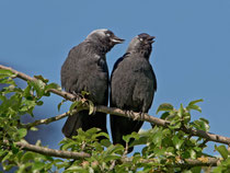 Dohle (Corvus monedula), Schloss Hallwil AG