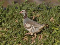 Felsenhuhn (Alectoris barbara), Fuerteventura