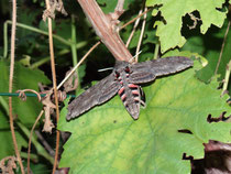 Windenschwärmer (Agrius convolvuli), Villnachern