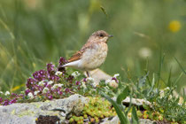 Steinschmätzer (Oenanthe oenanthe) Jungvogel, Ritomsee TI