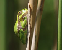 Laubfrosch (Hyla arborea), Neusiedlersee