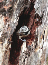 Haubenmeise (Lophophanes cristatus), Ria Formosa (Algarve)