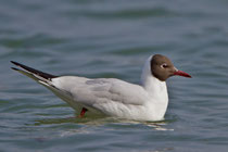 Lachmöwe (Chroicocephalus ridibundus) Prachtkleid, Klingnauer Stausee