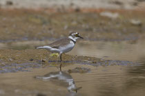 Flussregenpfeifer (Charadrius dubius), Schinznach