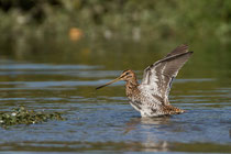 Bekassine (Gallinago gallinago), Klingnauer Stausee