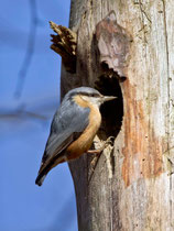 Kleiber (Sitta europaea), Villnachern