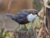 Wasseramsel (Cinclus cinclus), Rohr b. Aarau