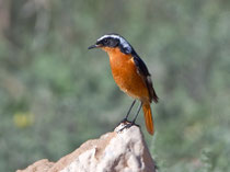 Diademrotschwanz M (Phoenicurus moussieri), Massa, Marokko