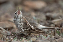 Kanarenpieper (Anthus berthelotii), Fuerteventura, Spanien