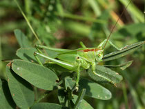 Grünes Heupferd (Tettigonia viridissima), Thalheim