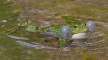 Wasserfrosch (Gattung Pelophyla), Villnachern