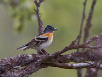 Bergfink (Fringilla montifringilla), Varanger, Norwegen