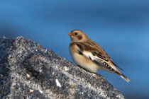 Schneeammer (Plectrophenax nivalis), Helgoland