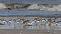 Alpenstrandläufer (Calidris alpina), Prerow, Mecklenburg-Vorpommern