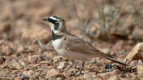 Saharaohrenlerche (Eremophila bilopha), Boumalne, Marokko