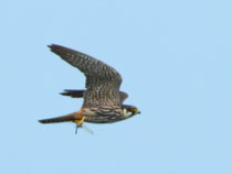 Baumfalke (Falco subbuteo), Stille Reuss, Rottenschwil