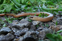 Blindschleiche (Anguis fragilis), Villnachern