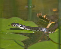 Ringelnatter (Natrix natrix), Villnachern