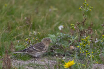 Berghänfling (Carduelis flavirostris), Helgoland DE