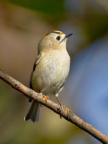Wintergoldhähnchen (Regulus regulus), Helgoland
