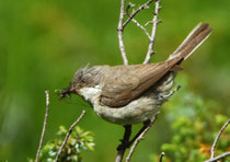 Klappergrasmücke (Sylvia curruca), Pontresina GR