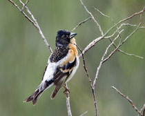 Bergfink (Fringilla montifringilla), Pasvik, Norwegen