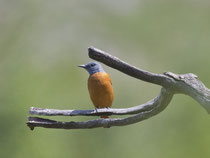 Steinrötel (Monticola saxatilis), Leuk
