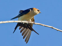 Rötelschwalbe (Cecropis daurica), Trujillo, Spanien