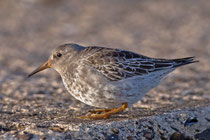 Meerstrandläufer, frisst die Larven von Tangfliegen, Helgoland D