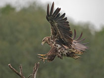 Seeadler (Haliaeetus albicella), Hortobagy, Ungarn