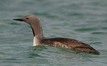 Sterntaucher (Gavia stellata), Shetland GB