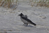 Nebelkrähe (Corvus Cornix), Prerow, Mecklenburg-Vorpommern