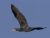 Kormoran (Phalacrocorax carbo), Klingnauer Stausee