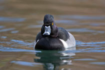 Ringschnabelente (Aythya collaris), Dietikon