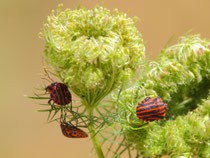 Streifenwanze (Graphosoma lineatum), Penthaz VD