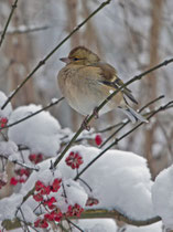 Buchfink (Fringilla coelebs) W im Winter, Villnachern