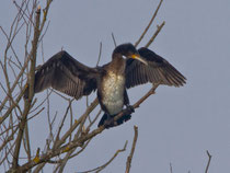 Kormoran (Phalacrocorax carbo), Jugendkleid, Klingnauer Stausee