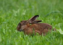 Feldhase (Lepus europaeus), Krümmi FR