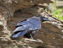 Kolkrabe (Corvus corax), Ekkeroy/Varanger, Norwegen