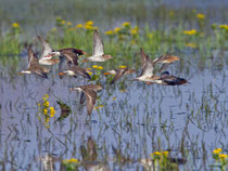 Kampfläufer, gemischter fliegender Trupp, Biebrza Nationalpark, Polen