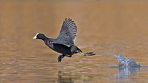 Blässhuhn (Fulica atra), Klingnauer Stausee