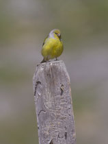 Zitronenzeisig (Carduelis citrinella), Flühli LU