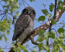 Sperbereule juv.(Surnia ulala), Pasvik, Norwegen